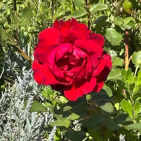 Do 8 Osoba 3 Sobe 2 Terase Appartement Silba